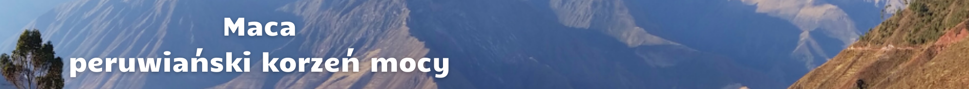 Maca cudowna roślina Andów